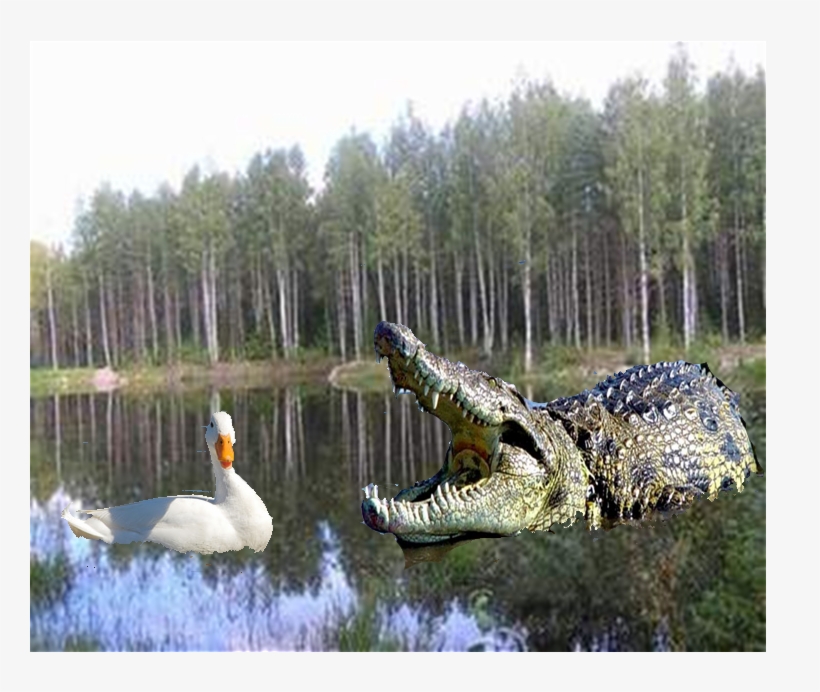 Collect This Art Michelleee - Bosque Monzónico, transparent png