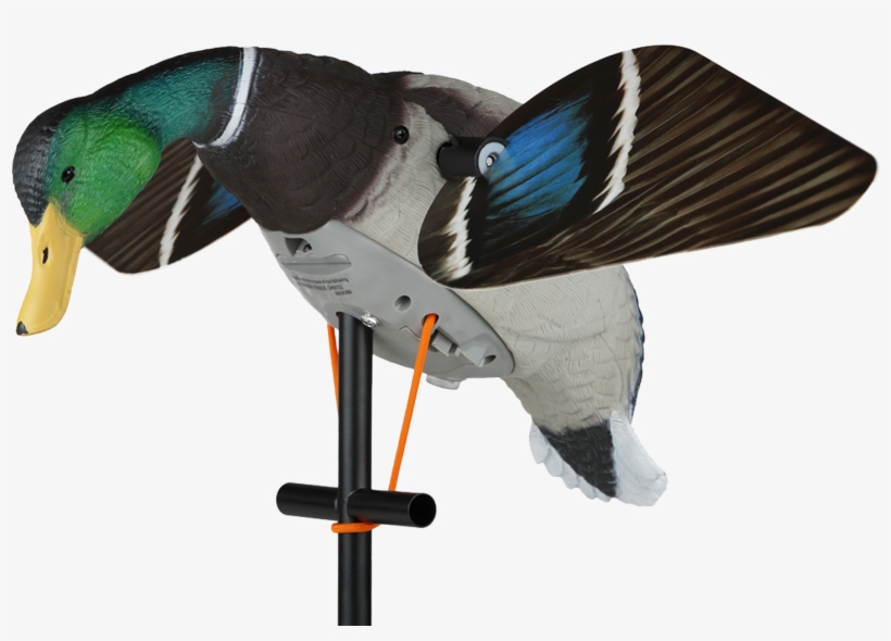 Those Ducks Won't Be Able To Pass Up Your Spread When - Duck, transparent png