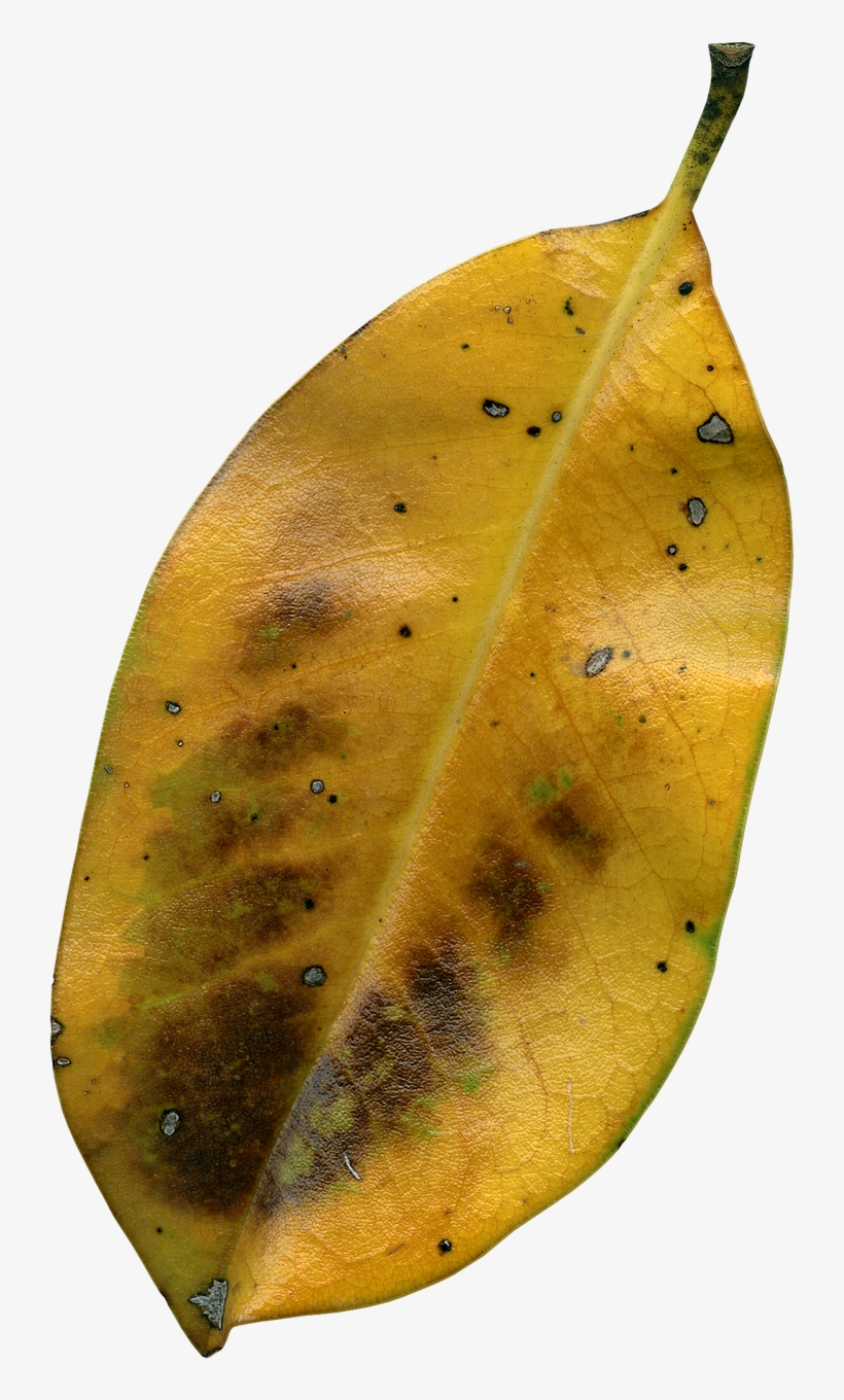 Magnolia - Daun Kering Jatuh Png, transparent png