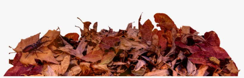 Leaf On Ground Png, transparent png