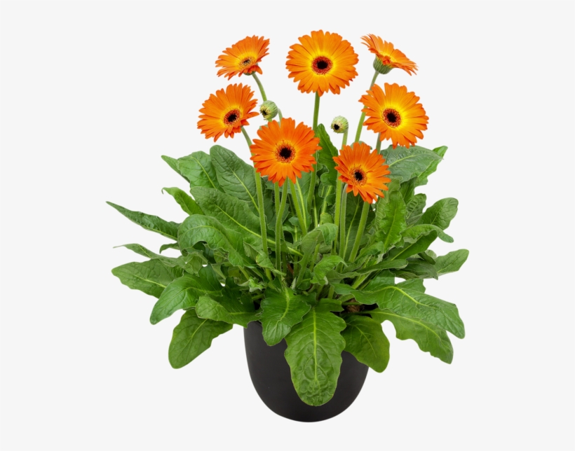 Garvinea Garden Gerbera - Barberton Daisy, transparent png