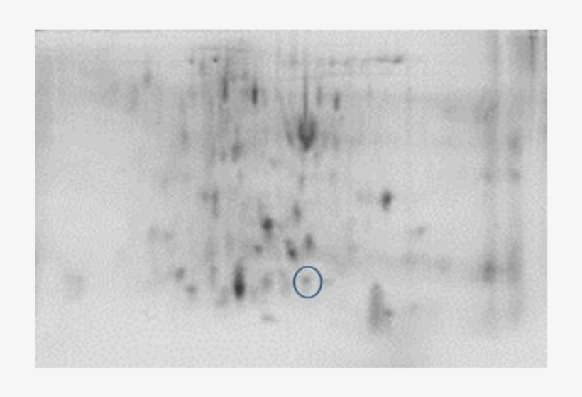 2 De Of Tcn Group On Pb 2 Chicks - Monochrome, transparent png