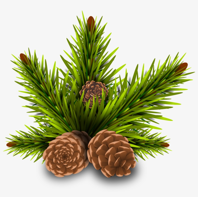 Pinheiro,pine - Holiday Plants Toxic To Pets, transparent png