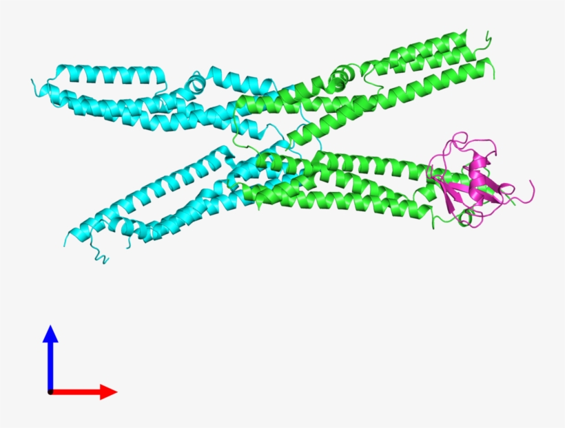 Pdb 4jio Coloured By Chain And Viewed From The Front - Illustration, transparent png