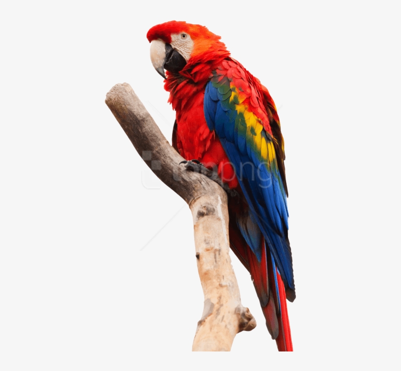 Free Png Download Parrot Macaw Png Images Background - Macaw Png, transparent png