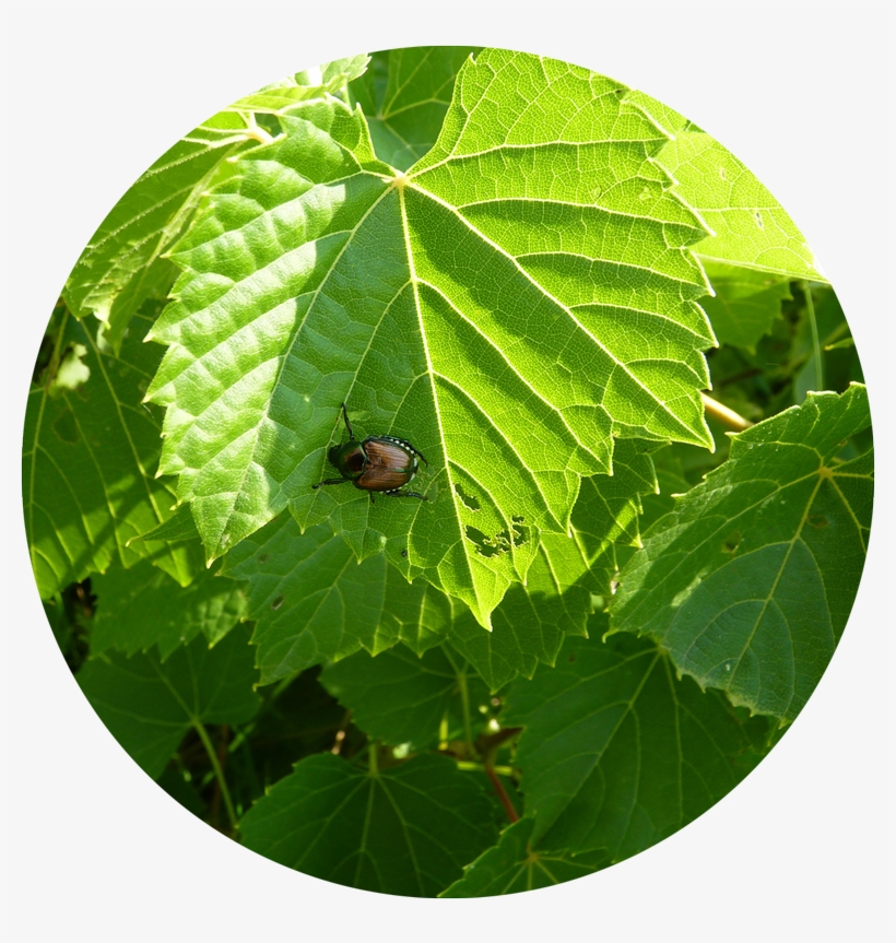 Gardening Basics Dealing With Garden Pests And Diseases - Japanese Beetle, transparent png