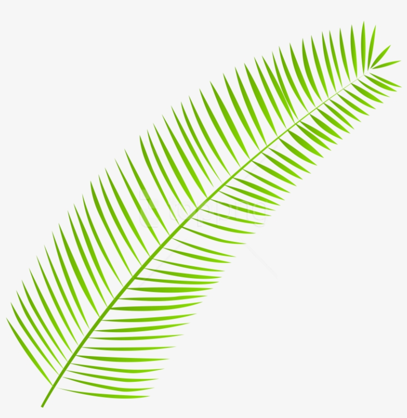 Free Png Download Palm Leaf Clipart Png Photo Png Images - Clip Art, transparent png