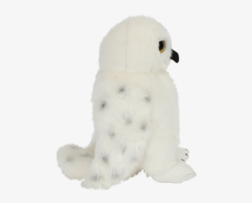 Snowy Owl, transparent png