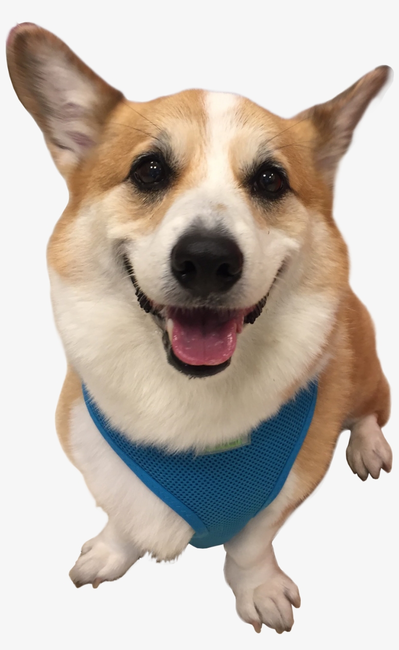 1-cooper - Pembroke Welsh Corgi, transparent png