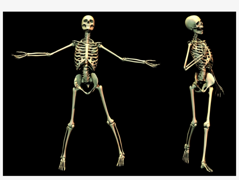 Skeleton Transparent Images - Skeleton, transparent png
