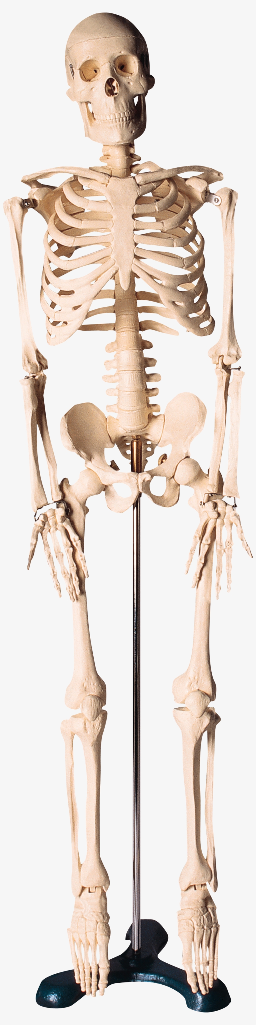 Skeleton Png, Download Png Image With Transparent Background,, transparent png