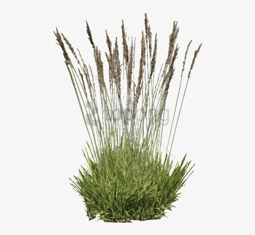 Free Png Download Purple Moor Grass Png Images Background - Grass, transparent png