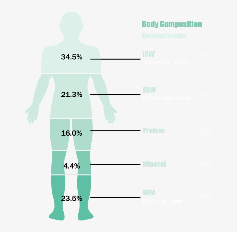 Dedication Of Bioelectric Impedance Analysis - Male, transparent png
