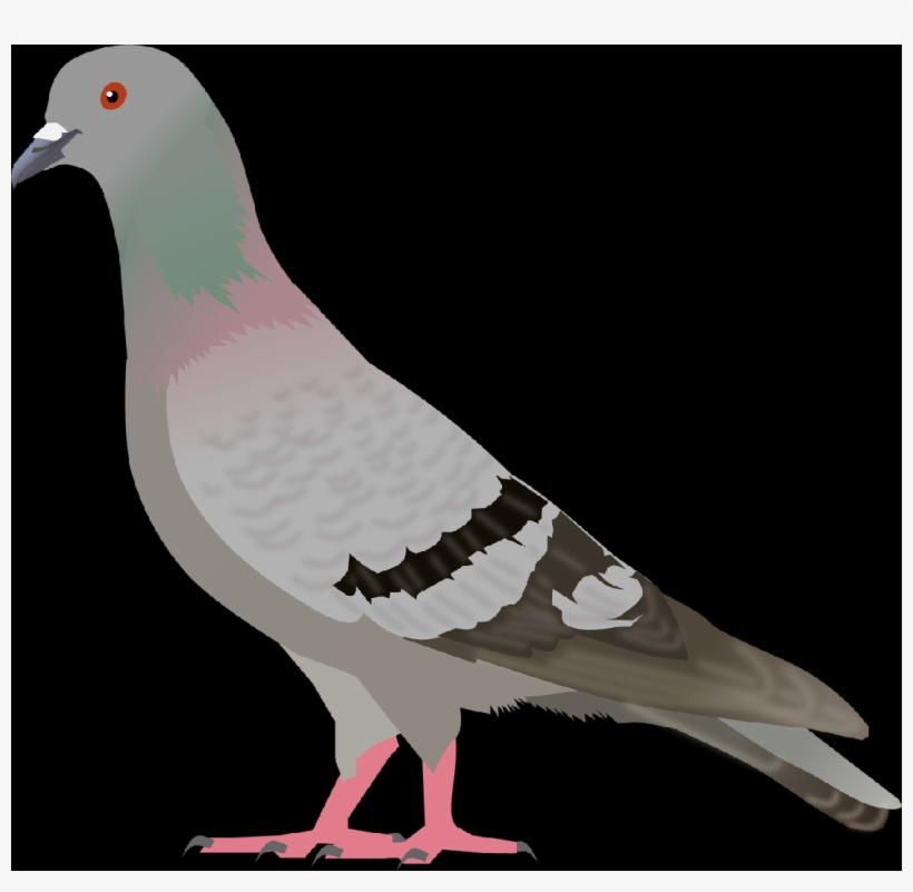 Rock Dove, transparent png