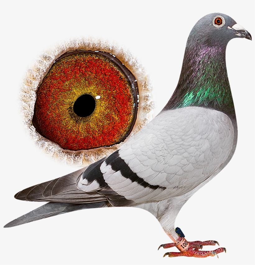 New - Rock Dove, transparent png