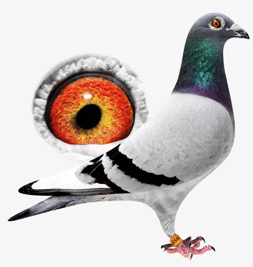 New - Rock Dove, transparent png