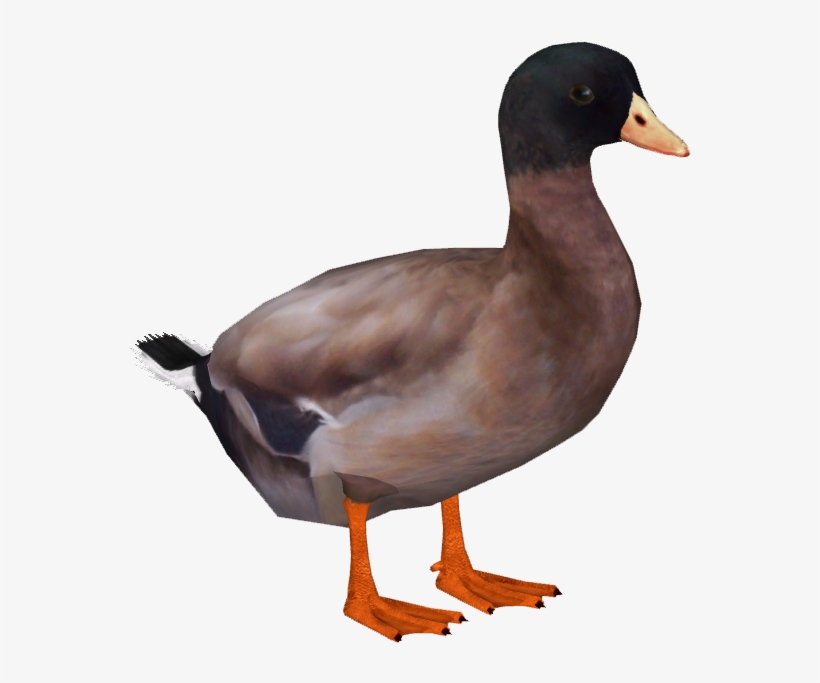 Khaki Campbell Duck - American Black Duck, transparent png