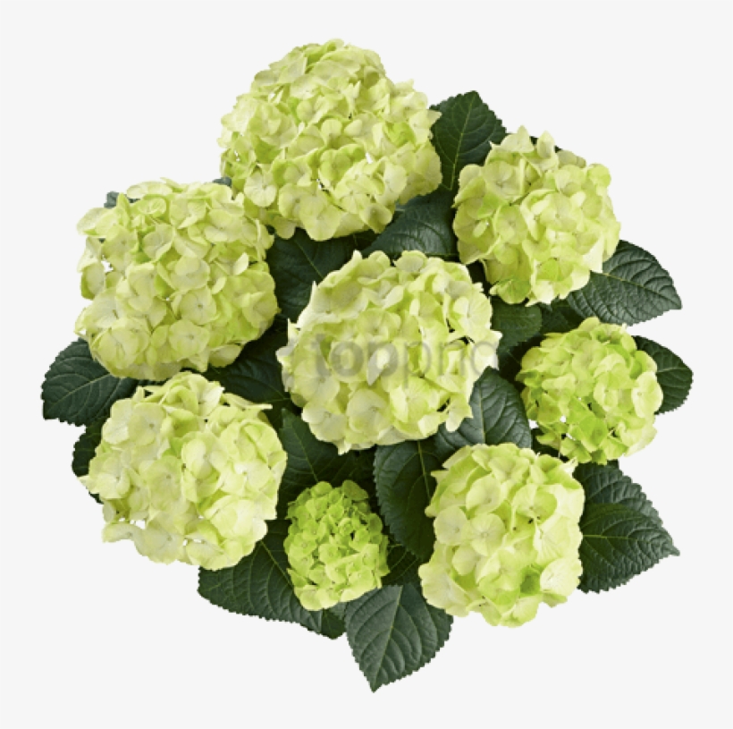 Free Png Caipirinha Png Png Image With Transparent - Hydrangea Caipirinha, transparent png