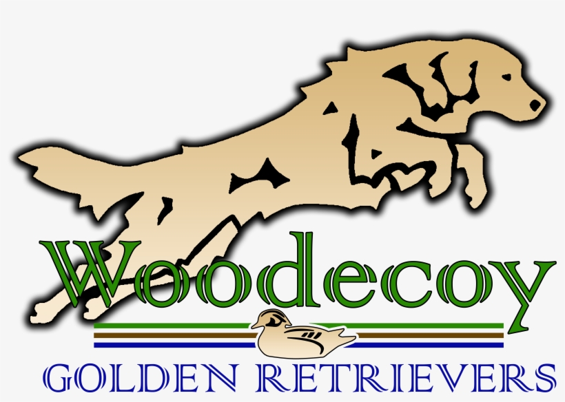 Danette Weich Dvm Obtained Her First Golden Retriever - Dog, transparent png