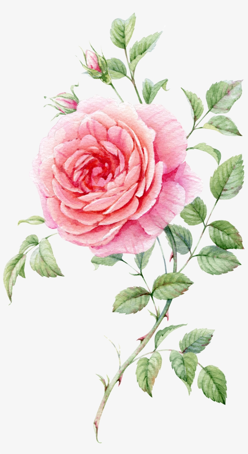 0℃素材1 Blooming Rose, Watercolor Flowers, Watercolour - Watercolor Roses ...