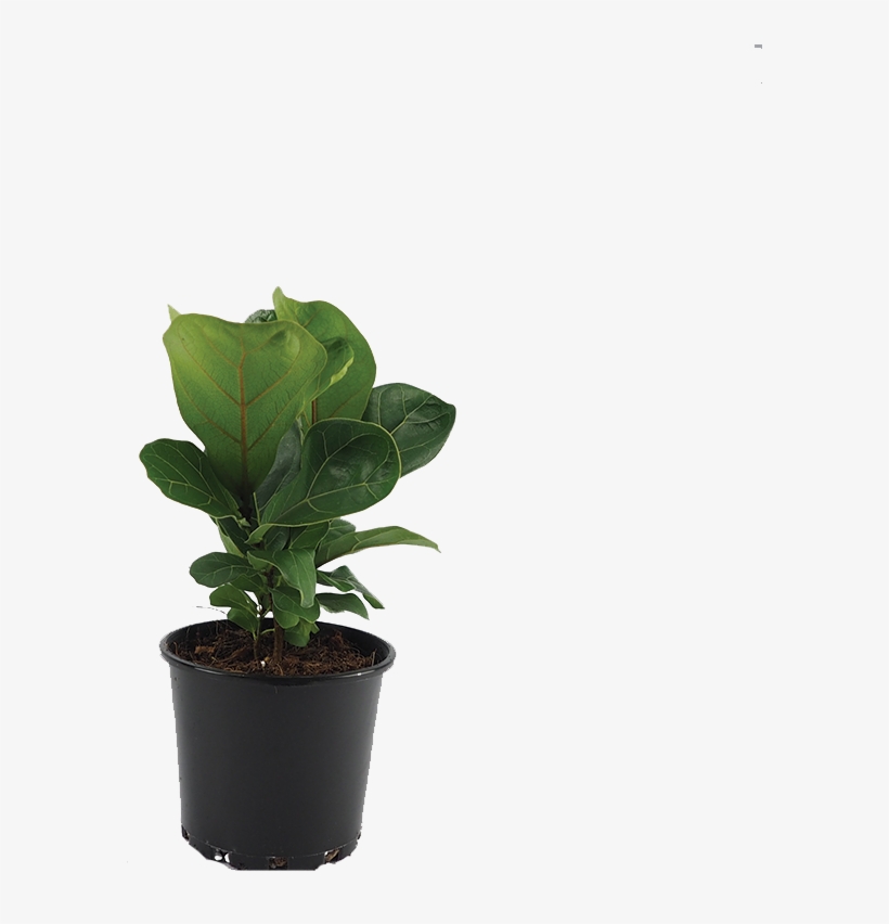 Fiddle Leaf Fig - Flowerpot, transparent png
