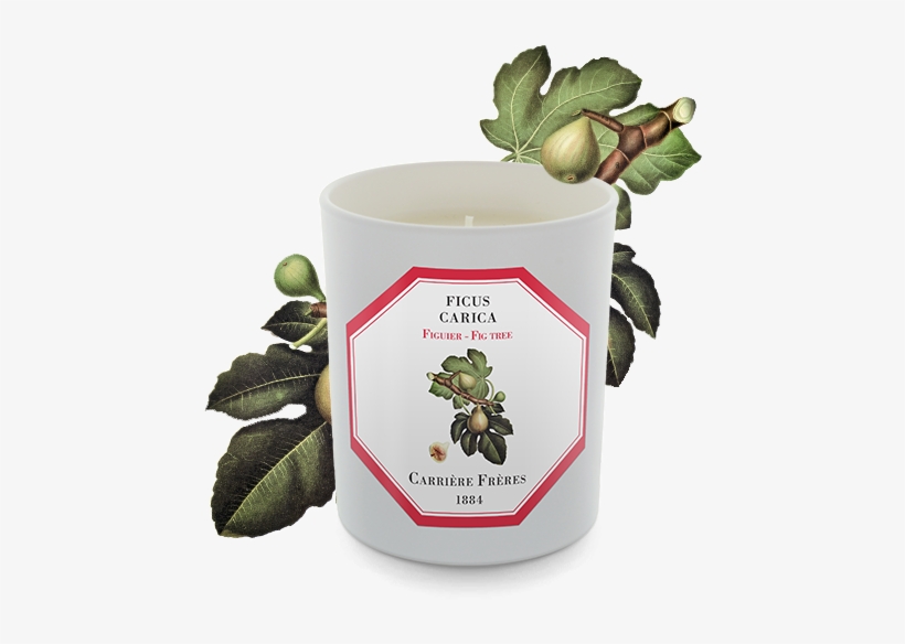 Carriere Freres Fig Tree Candle 185g - Beer Bottle, transparent png