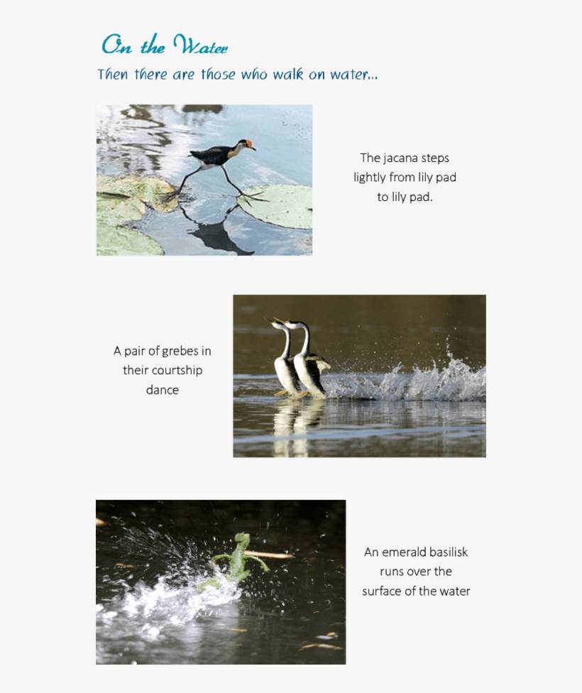 17 - Waterfowl, transparent png