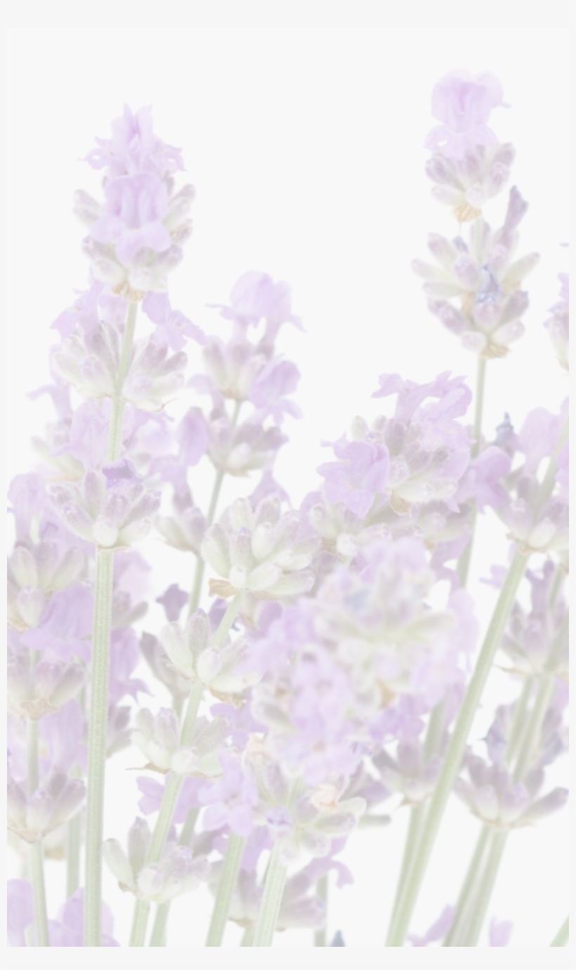 We're Told That The Greeks And The Romans Used Lavender - English Lavender, transparent png