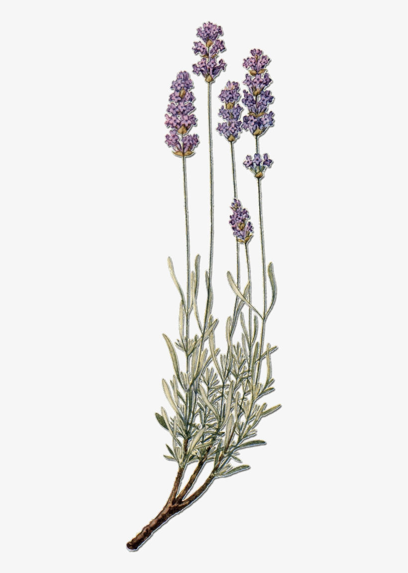 Lavande - English Lavender, transparent png