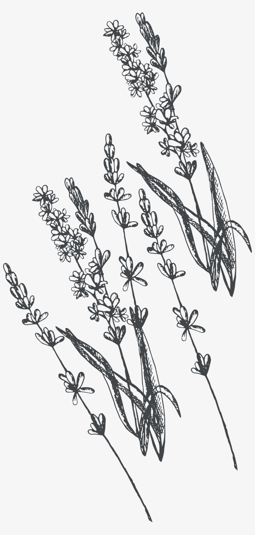 Line Art, transparent png