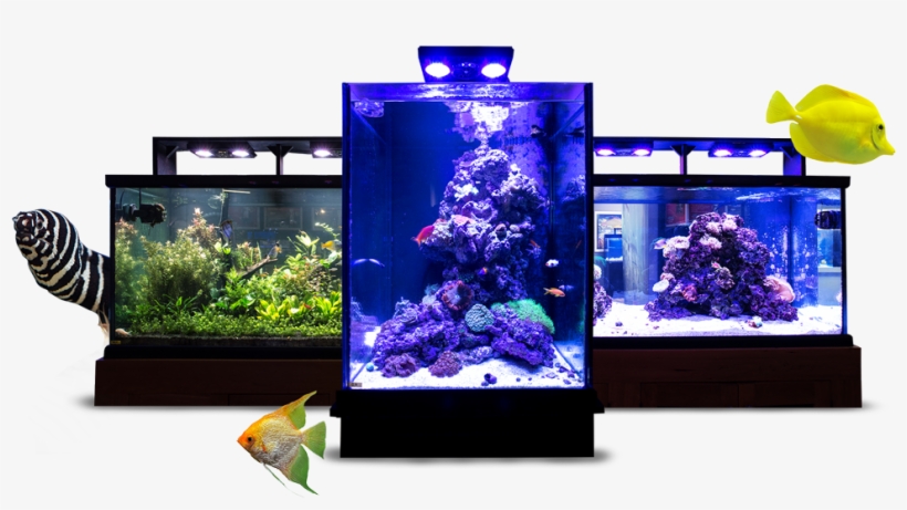 Custom Designed And Installed Aquariums - Tropical Fish Chart, transparent png