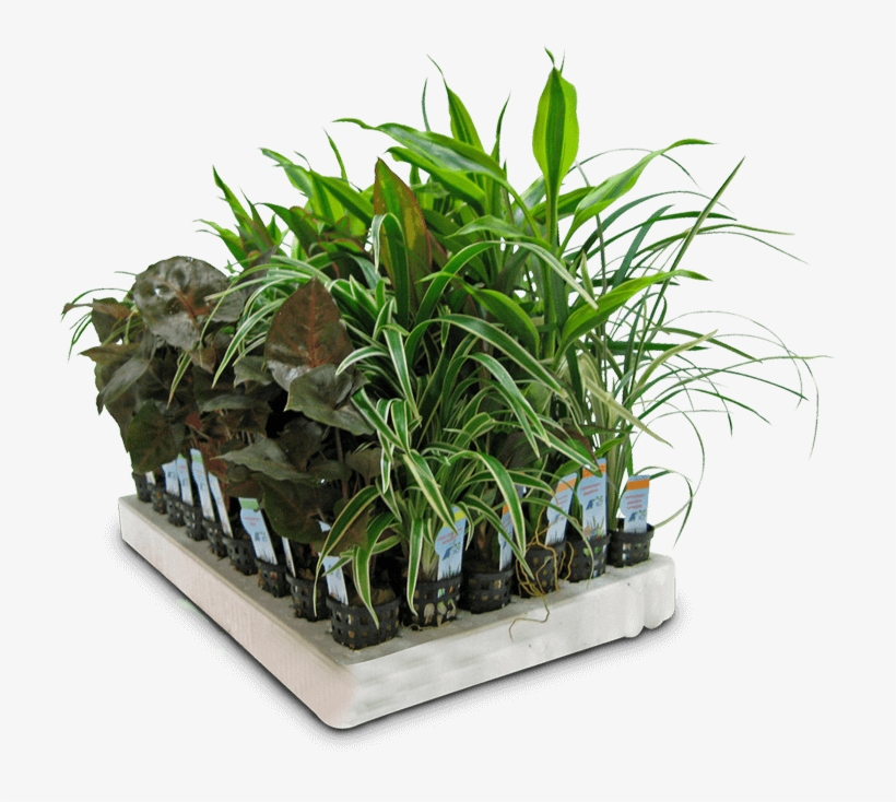 Top Quality Aquarium Plants Straight From The Farm - Houseplant, transparent png