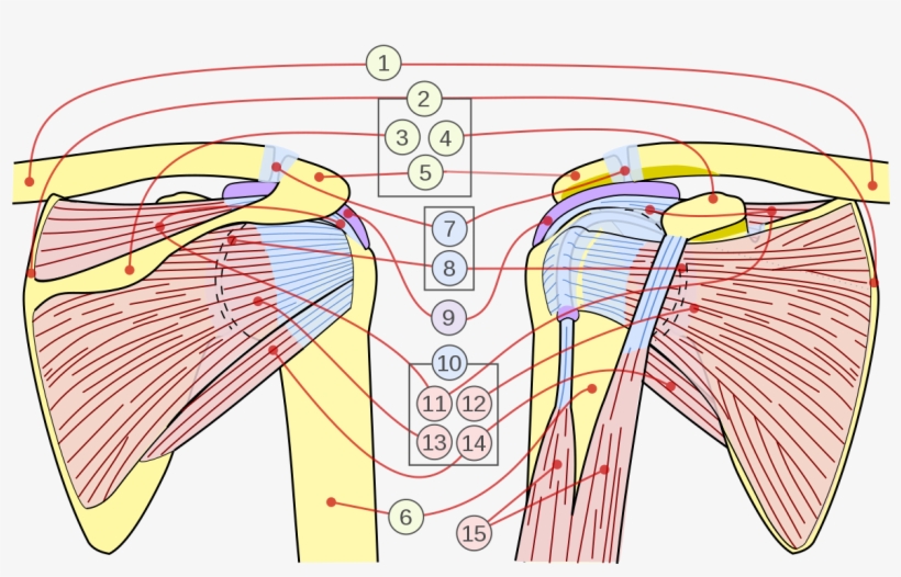 Rotator Cuff Muscle De La Coiffe Des Rotateurs 1200x723 PNG Download PNGkit Rotator Cuff Muscle De La Coiffe Des Rotateurs 1200x723 PNG Download PNGkit