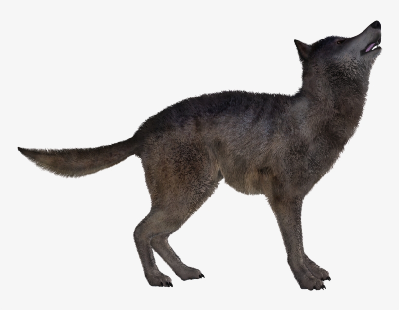 Jackal, Coyote Png, Download Png Image With Transparent - Black Cat, transparent png