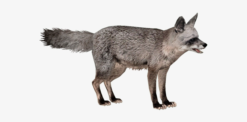 Jackal, Coyote Png, Download Png Image With Transparent - Bat Eared Fox Png, transparent png