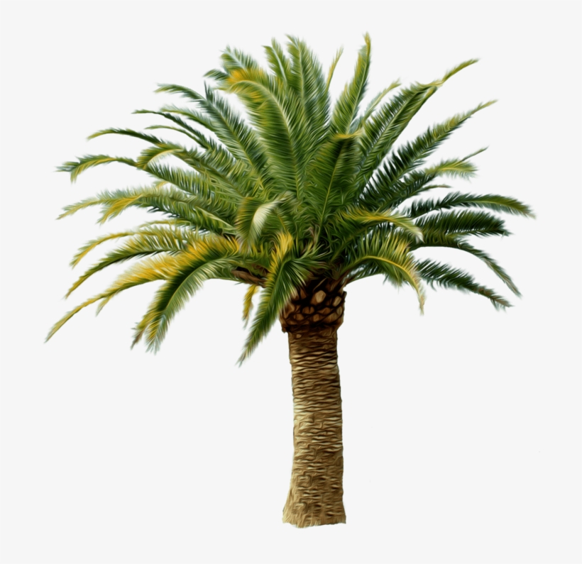 Palm Tree Png - Transparent Palm Tree Png, transparent png