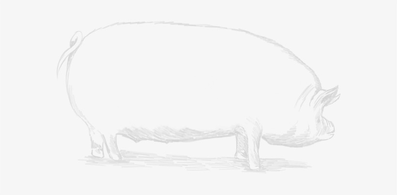 600 X 600 1 - Sketch, transparent png