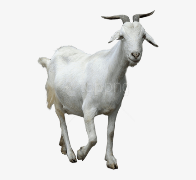 Free Png Download Goat Png Images Background Png Images - Baker Mayfield The Goat, transparent png