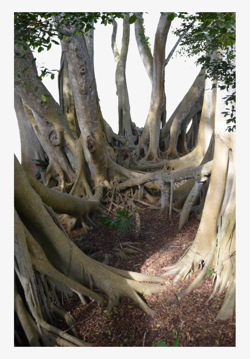 Mangrove Tree Roots Leaves Png Stock 0030-0216 By Annamae22 - Jugle Stock Deviantart Png, transparent png