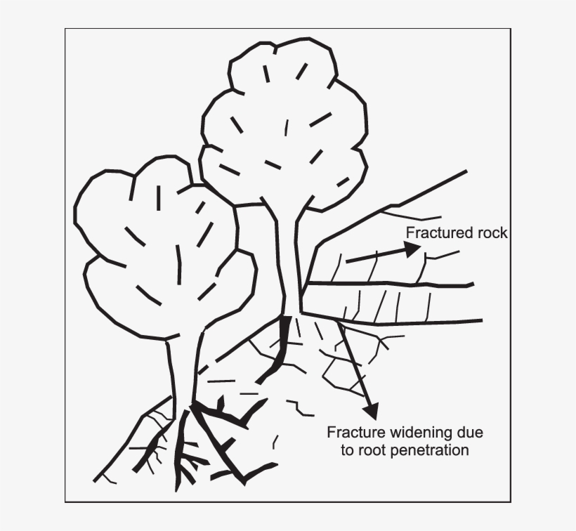 Widening Of Rock Fractures By Tree Roots On Steep Rocky - Rock, transparent png