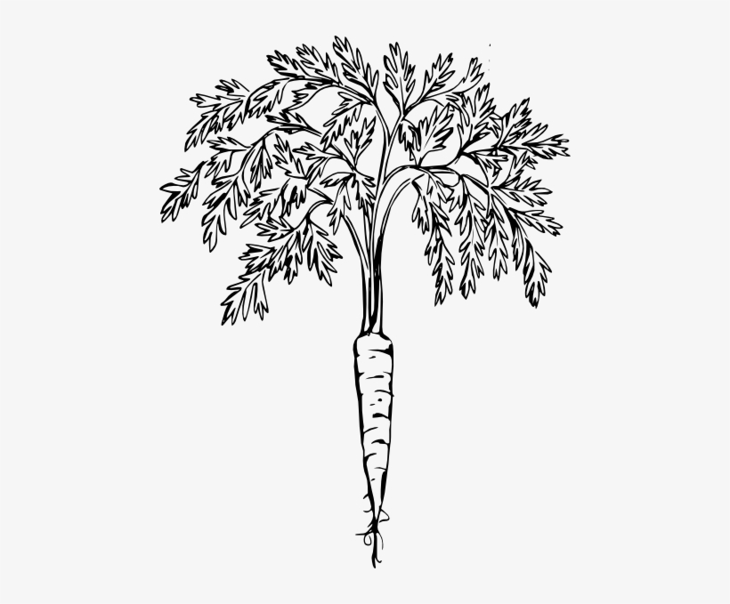 Carrot - Carrot Plant Black And White, transparent png