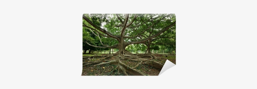Royal Botanical Gardens, Peradeniya, transparent png