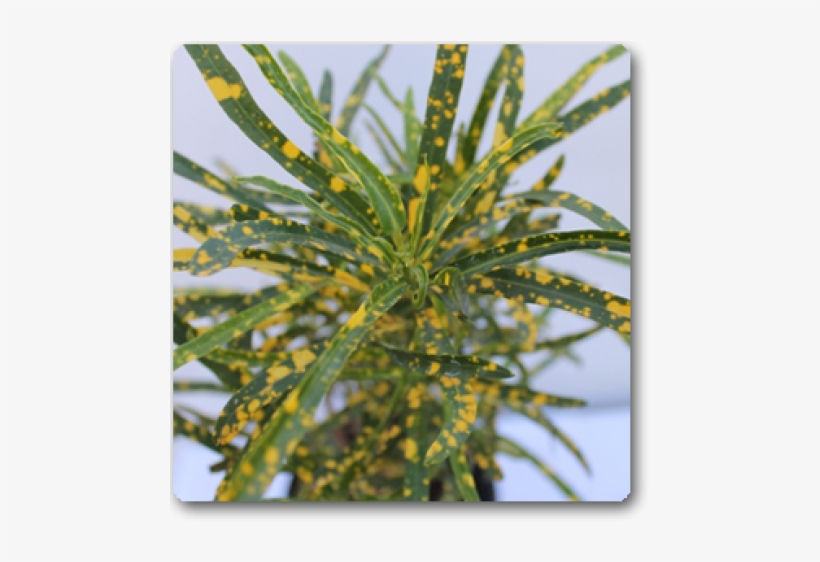 Croton Gold Dust , Codiaeum Variegatum Punctatum Aureum - Garden Croton, transparent png