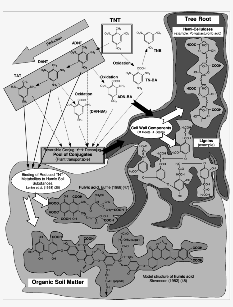 Main Tnt Degradation Steps And Possible Binding Sites - Cartoon, transparent png