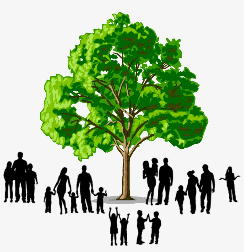 Family Tree Png Jpg Library Stock - Softwood And Hardwood Trees, transparent png