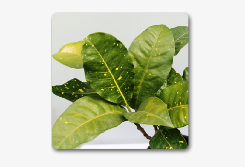 Garden Croton, transparent png
