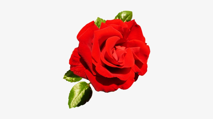 Red Rose For Valentine's Day - Valentine's Day, transparent png