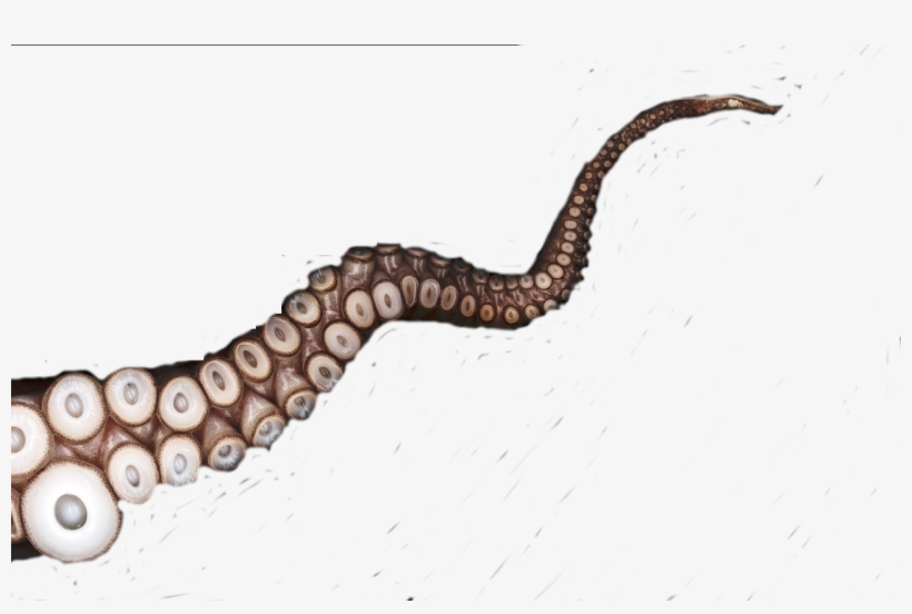 Gishwhes For Pinterest Svg Transparent Stock - Tentacles Transparent, transparent png