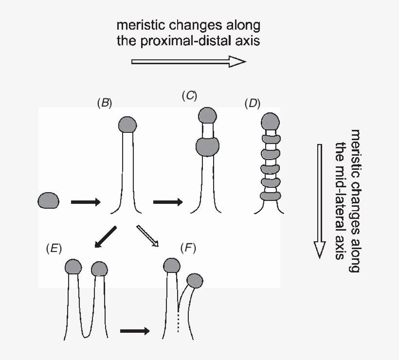 Different Type Of Tentacles And Their Possible Evolution - Tentacle, transparent png