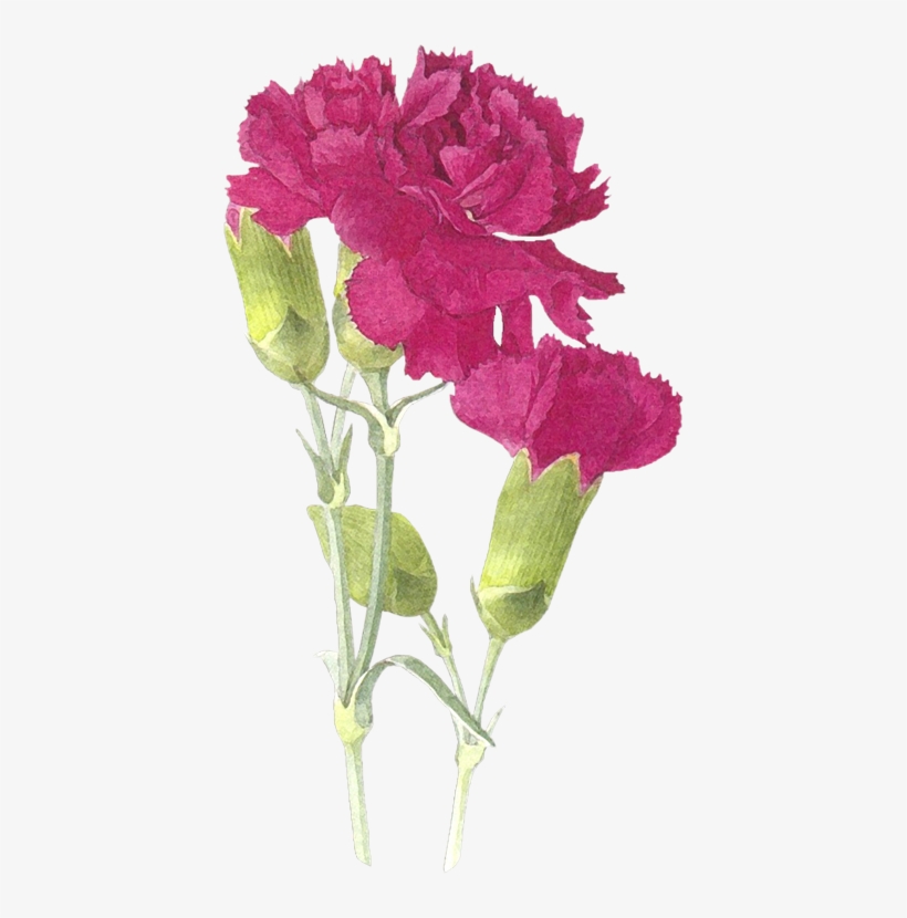 Drawing Flowers - Dibujos Pintados En Acuarelas Para Cogines, transparent png